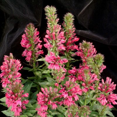 Lobelia 'Cherry Pop'