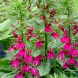 Lobelia 'Cranberry Crown'