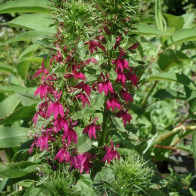 Lobelia 'Cranberry Crown'