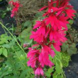 Lobelia 'Cranberry Crown'