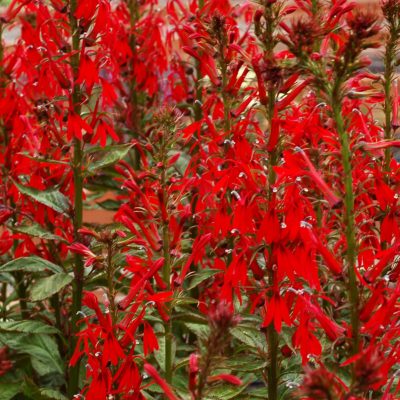 Lobelia 'Crown Royale'