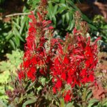 Lobelia 'Crown Royal'