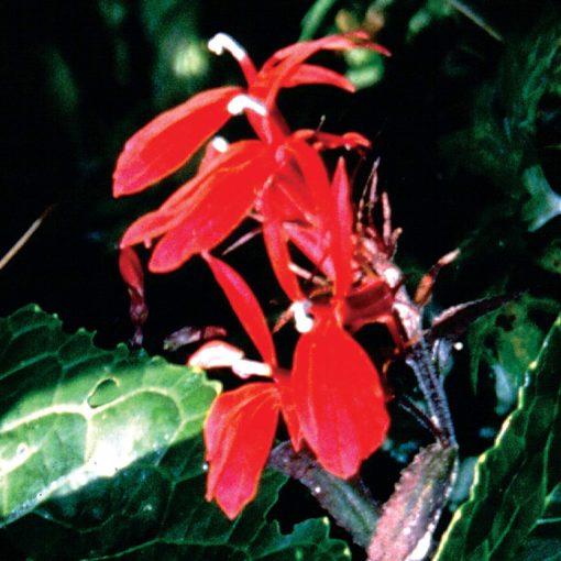 Lobelia 'Dark Crusader'