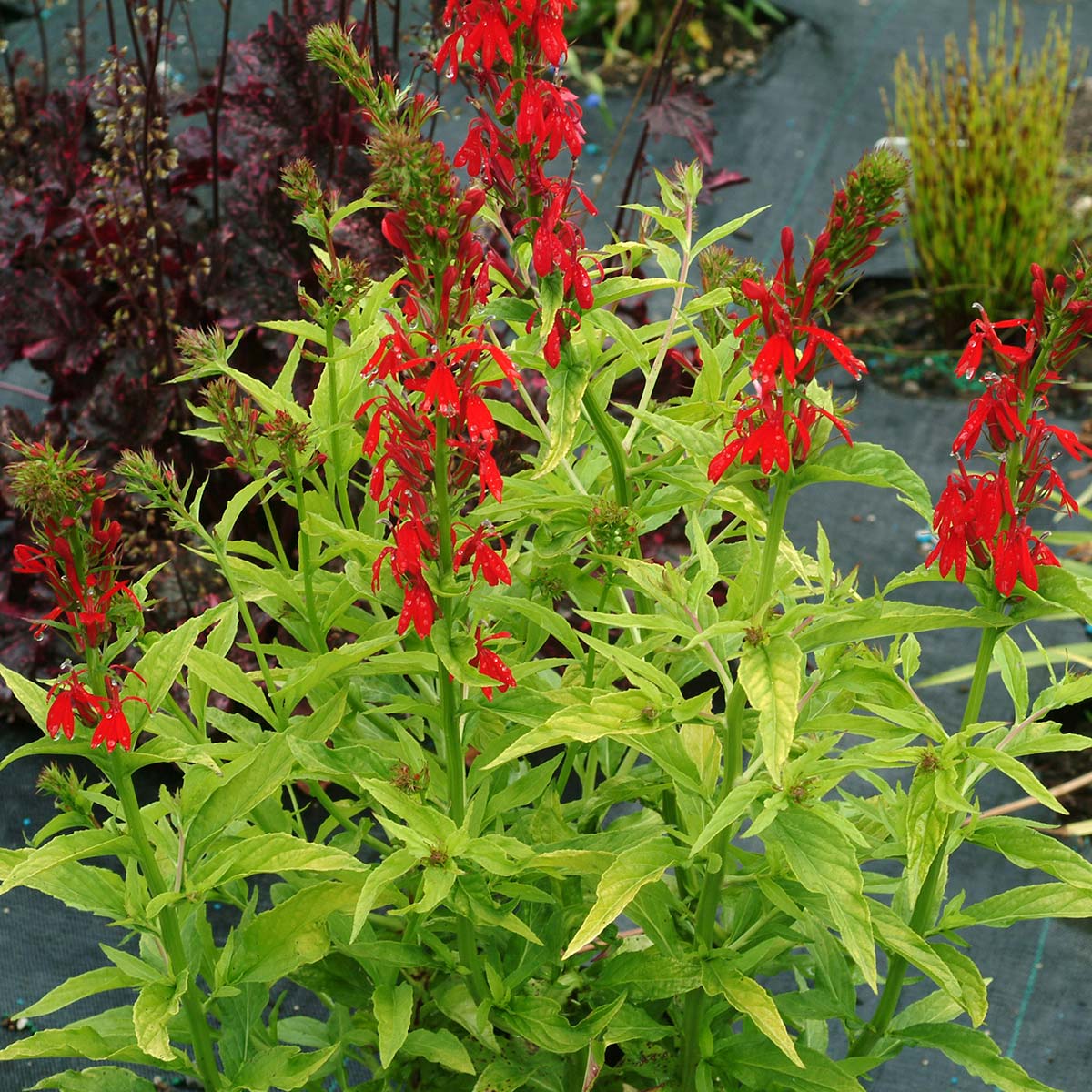 Lobelia ‘Golden Torch’ | TERRA NOVA® Nurseries, Inc.