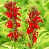 Lobelia 'Golden Torch'