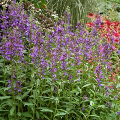 Lobelia 'Grape Knee-Hi'