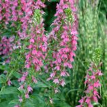 Lobelia 'Monet Moment'