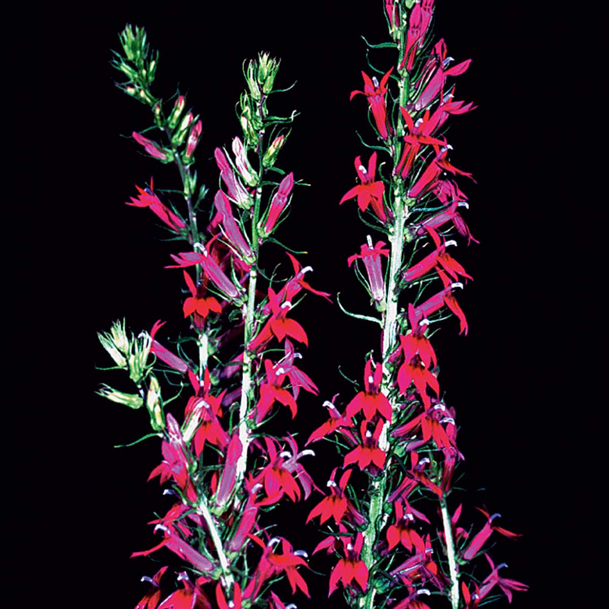 Lobelia 'Ruby Slippers'