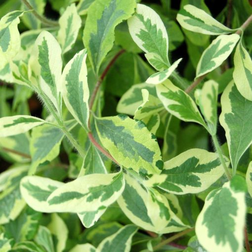 Lonicera 'Harlequin'