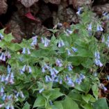 Mertensia sibirica