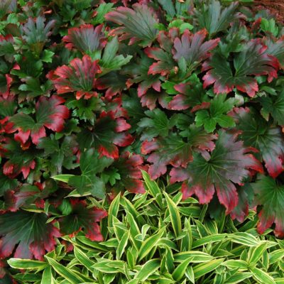 Mukdenia 'Crimson Fans'