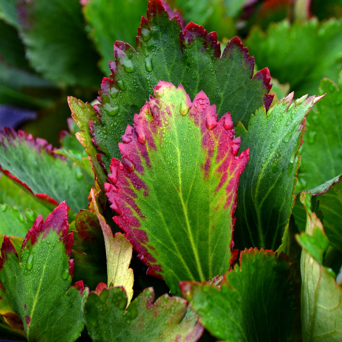 Nova™ Flame Mukgenia Perennial - All Year Color - 4 Pot 