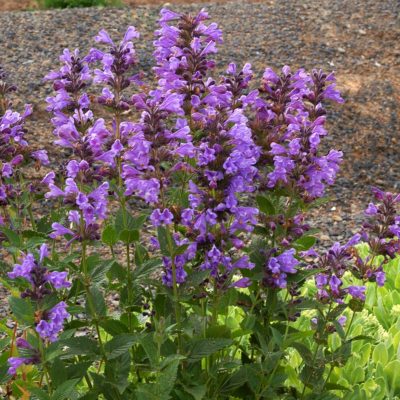 Nepeta 'Blue Dragon'