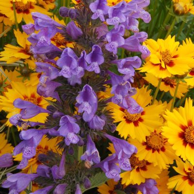 Nepeta 'Blue Dragon'