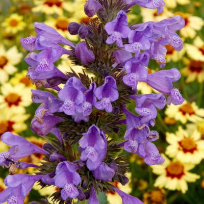 Nepeta 'Blue Dragon'