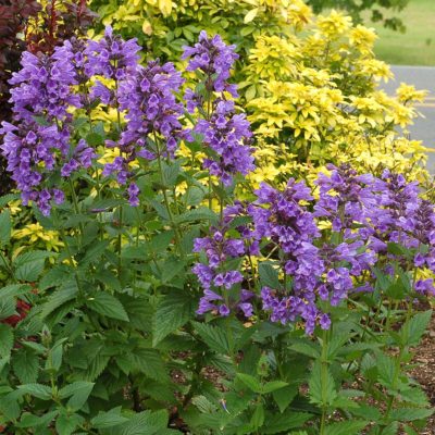 Nepeta 'Blue Dragon'