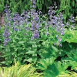 Nepeta 'Blue Dragon'