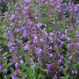 Nepeta 'Blue Dragon'