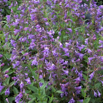 Nepeta 'Blue Dragon'