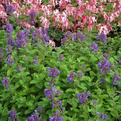 Nepeta 'Blue Lagoon'