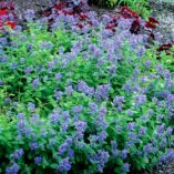 Nepeta 'Blue Lagoon'