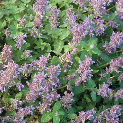 Nepeta 'Blue Lagoon'