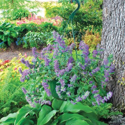 Nepeta 'Purple Haze'