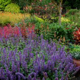 Nepeta 'Purple Haze'