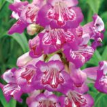 Penstemon 'Blueberry Taffy'