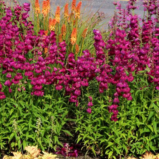 Penstemon 'Boysenberry Taffy'