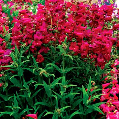 Penstemon 'Boysenberry Taffy'