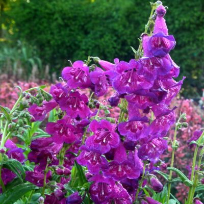 Penstemon 'Boysenberry Taffy'