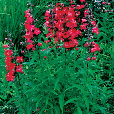 Penstemon CHA CHA™ 'Cherry'