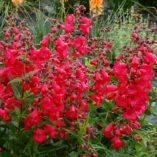 Penstemon CHA CHA™ 'Cherry'