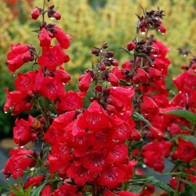 Penstemon CHA CHA™ 'Cherry'