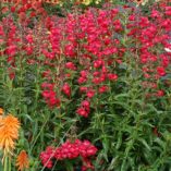 Penstemon CHA CHA™ 'Cherry'