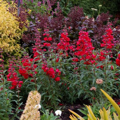 Penstemon CHA CHA™ 'Cherry'