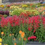 Penstemon CHA CHA™ 'Cherry'