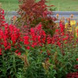 Penstemon CHA CHA™ 'Cherry'