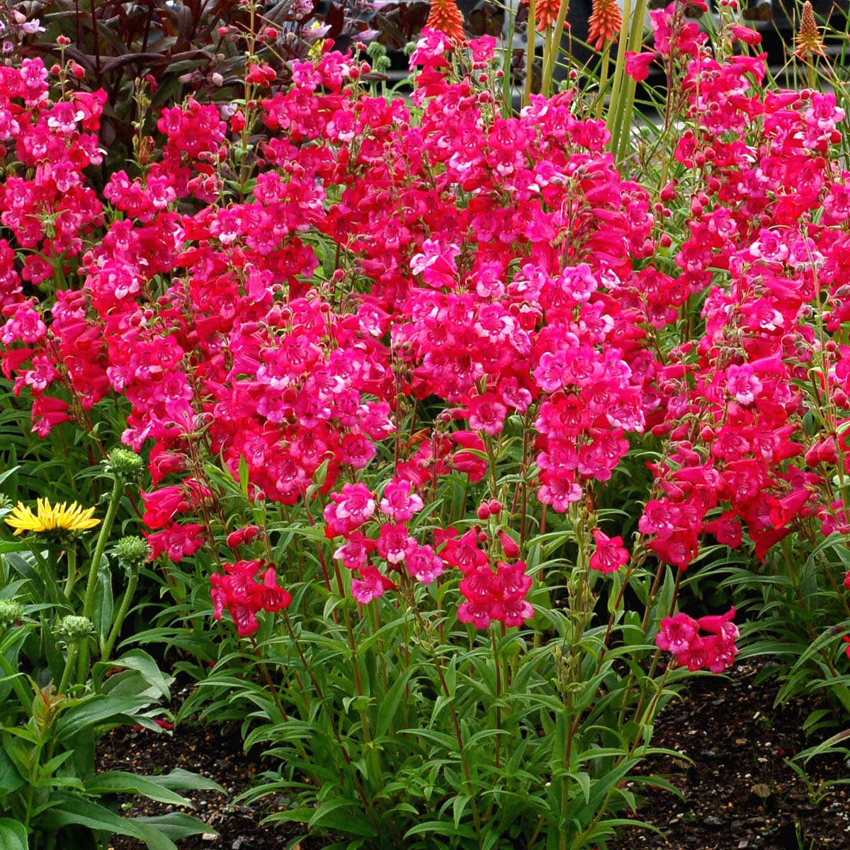 Penstemon CHA CHA™ 'Hot Pink'