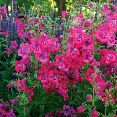 Penstemon CHA CHA™ 'Hot Pink'