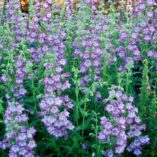 Penstemon CHA CHA™ 'Lavender'