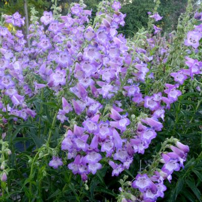 Penstemon CHA CHA™ 'Lavender'