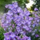 Penstemon CHA CHA™ 'Lavender'