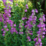 Penstemon CHA CHA™ 'Lavender'