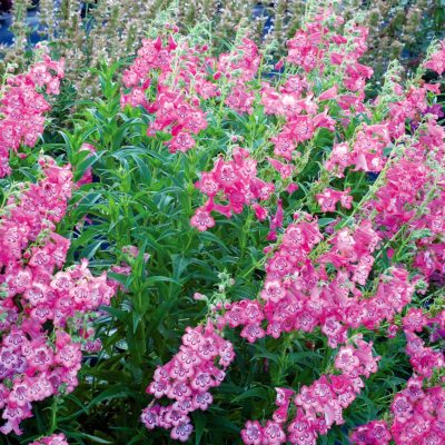 Penstemon CHA CHA™ 'Pink'