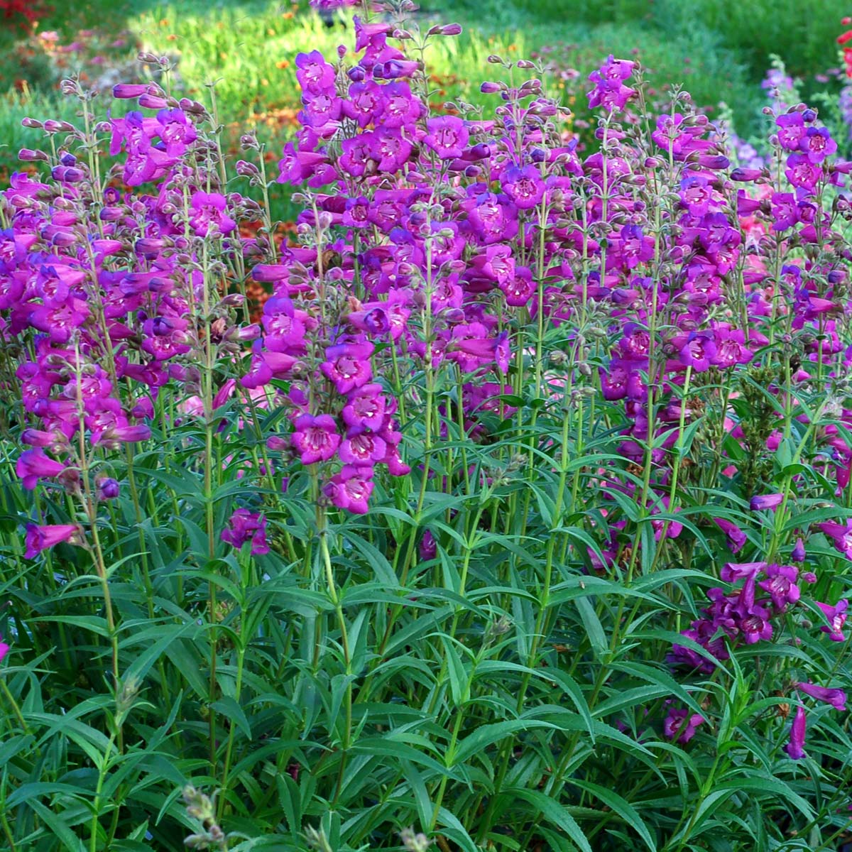 Penstemon CHA CHA™ 'Purple'