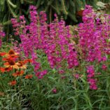 Penstemon CHA CHA™ 'Purple'