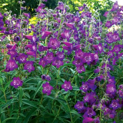 Penstemon CHA CHA™ 'Purple'