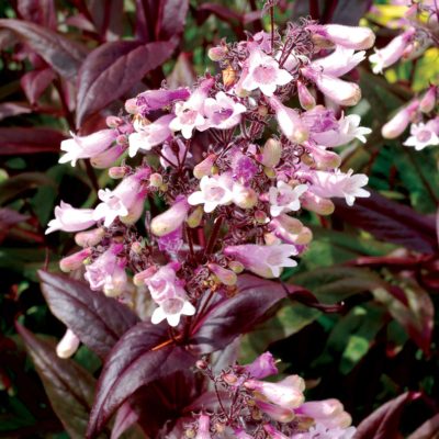 Penstemon 'Dark Towers'